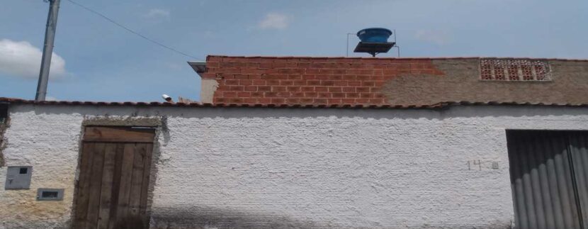 ipanema 14 milho branco1